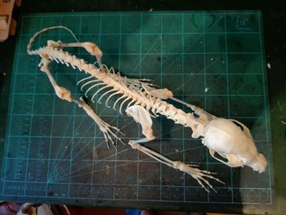 Vulpes Real Cross Fox Skulls Specimens Organic Material Complete Animal Skeleton
