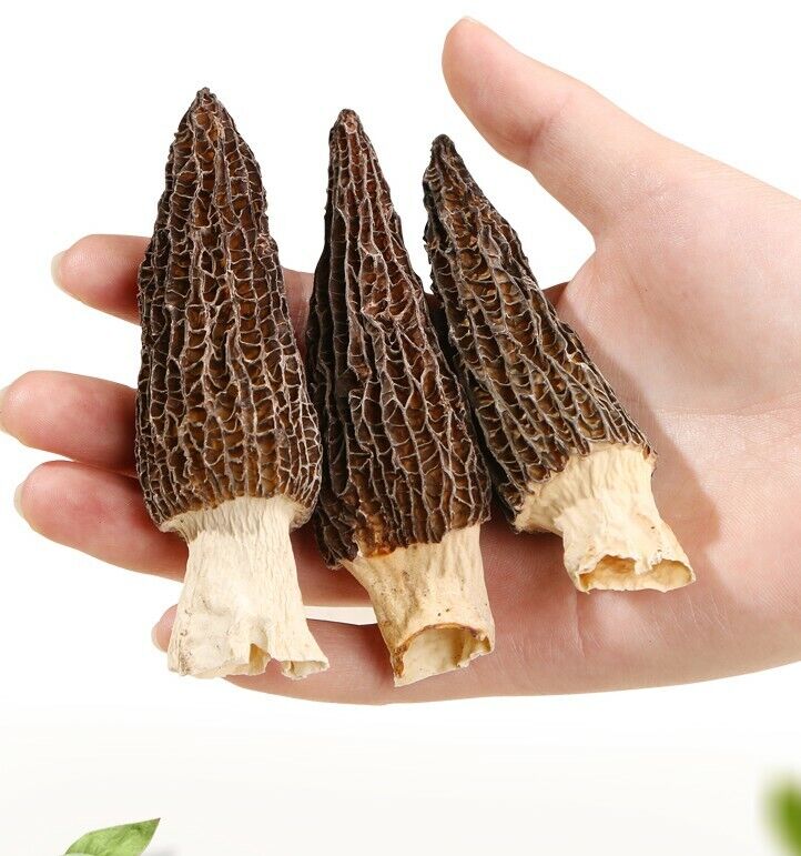 Dried Tragacanth Gum Astragalus Gummifer Natural Plant Supplement-
