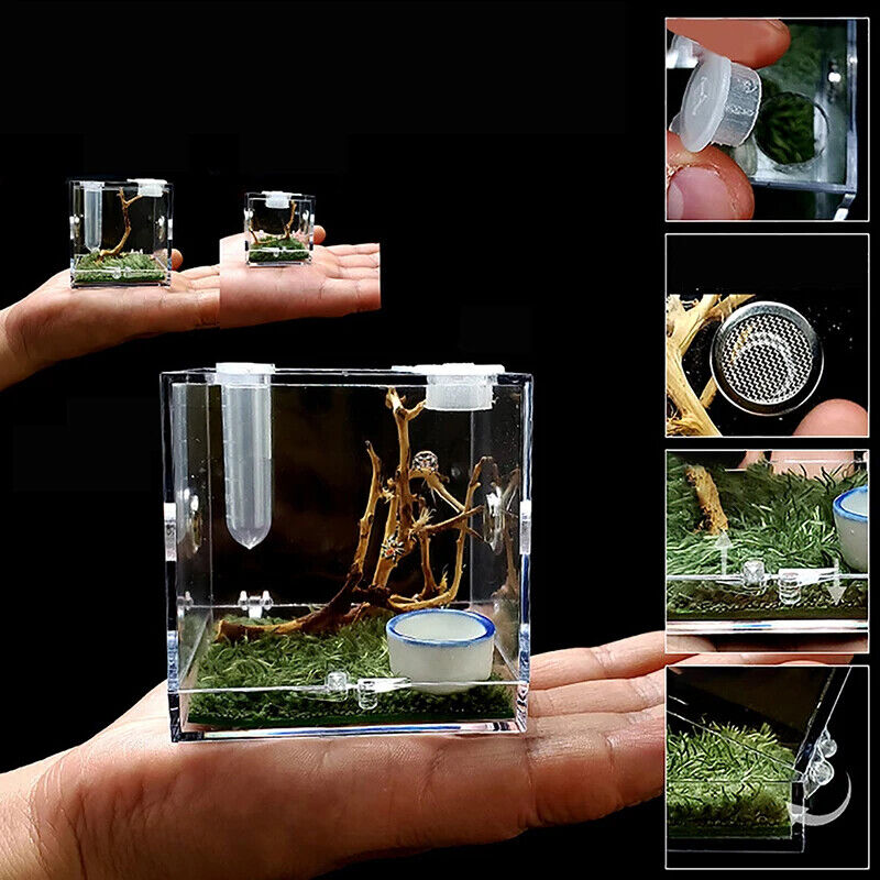 Ant Farms 3Pc Acrylic Clear Spider Insect Breathable Terrarium Reptile Breed Box