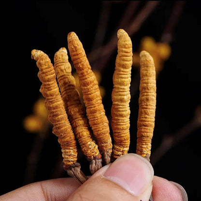 Wild Tibetan Aweto Chinese Caterpillar Fungus Cordyceps Sinensis 10 pieces 5g