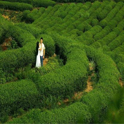 Yunnan Topgrade Puer Tea Cha Pu Erh Tea 100g Old Tree Organic Tuo Cha Green Tea