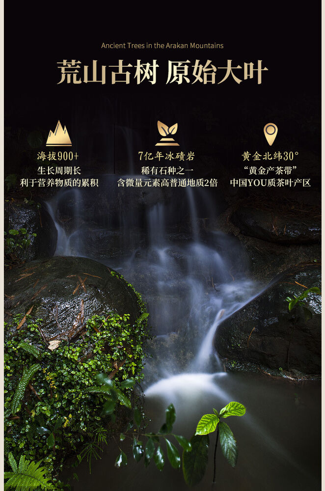 1000g Black Tea Hand Made Brick Tea with Golden Poria 湖南安化正品正宗安华黑茶叶陈年手筑金花茯砖茶天尖料