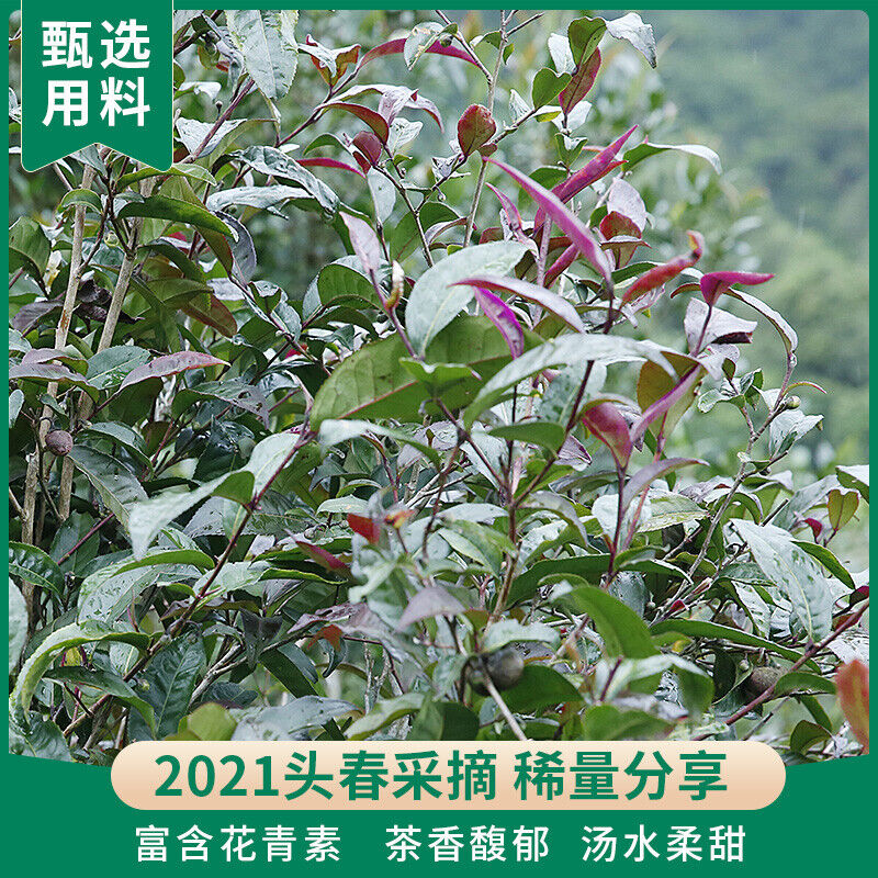 200g Aged Puerh Zi Juan Dr. Pu'er Tea Wild Purple Ancient Tree Pu-erh Tea