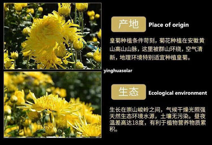 Dried Chrysanthemum Chinese A+ Herbal Tea 中国黄山特级贡菊金丝皇菊花清热去火护肝明目咽喉肿痛
