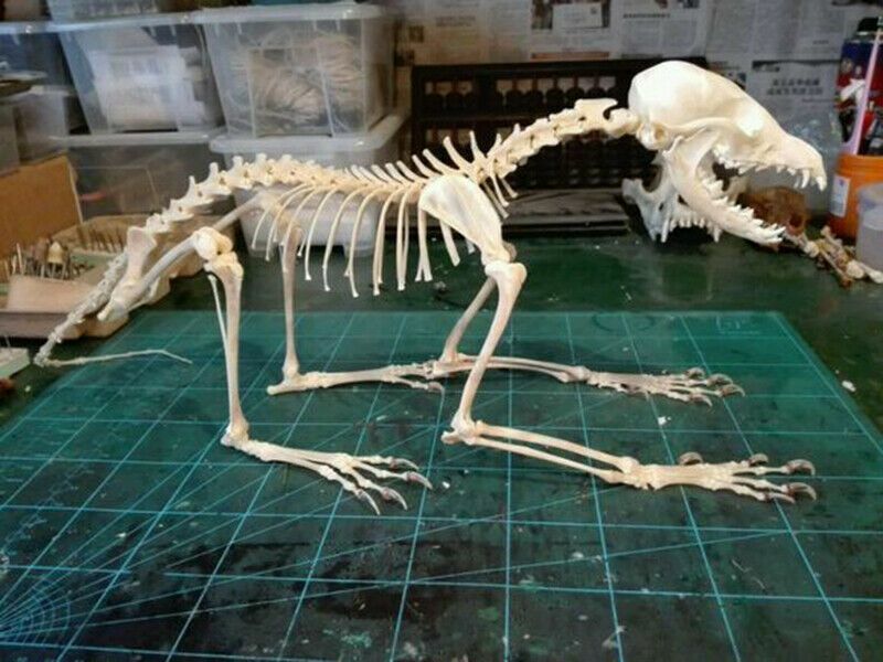 Vulpes Real Cross Fox Skulls Specimens Organic Material Complete Animal Skeleton