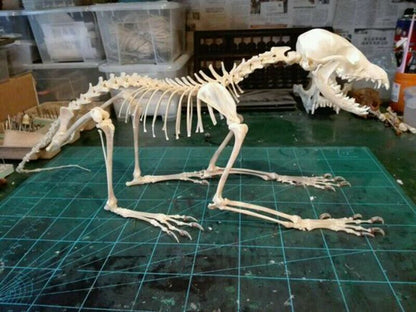 Vulpes Real Cross Fox Skulls Specimens Organic Material Complete Animal Skeleton