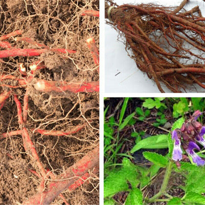 Organic Herbal Medicine Tea Red Sage Organic Dan Shen Root (Salvia Miltiorrhiza)