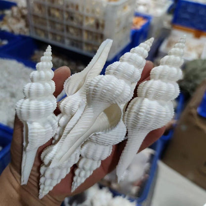 Natural Conch Shells 13-15cm Salisbury's Spindle Seashell Party Home Decorations
