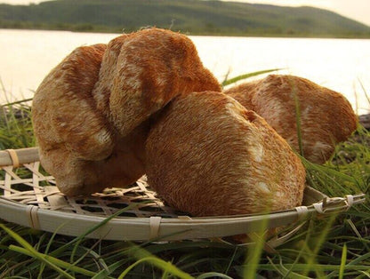 Recommend Dried Lion's Mane Mushroom Premium Hericium Erinaceus Very Delicious