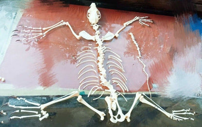 Vulpes Real Cross Fox Skulls Specimens Organic Material Complete Animal Skeleton
