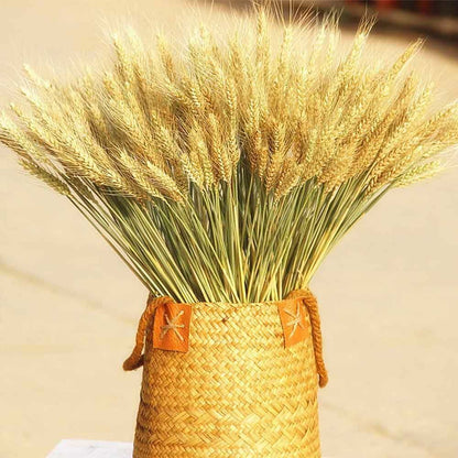 50Pcs/Lot Dried Wheat Ear Flowers Bouquet Decor Natural Pampas Rabbit Tail Grass