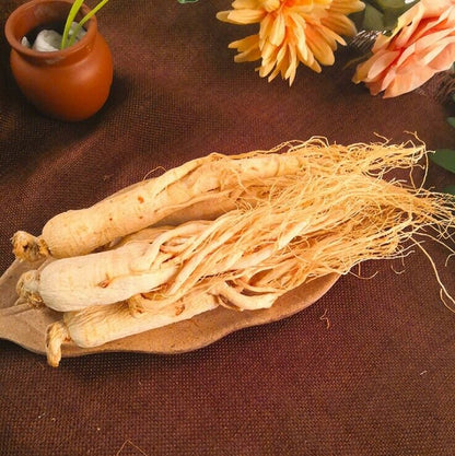 Dried Korean,Chinese Panax White Ginseng Roots ren shen roots about 6 Years Old