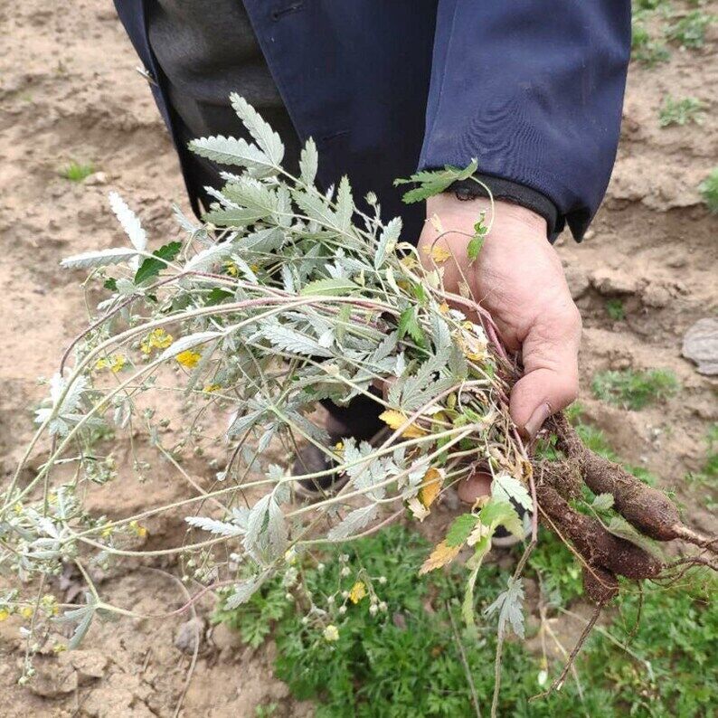 Wild Dried Herba Potentillae Discoloris Discolor Cinquefoil Fan Bai Cao