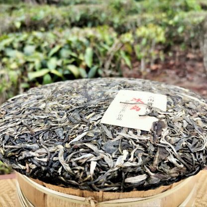 357g High Quality Pu'er Tea Cake Icelandic Ancient Tree Bingdao Pu-erh Tea