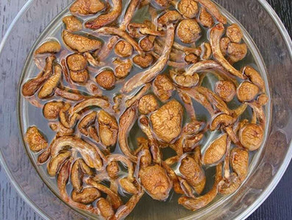 Recommend Pholiota Nameko Premium Dried Nameko Mushroom Very Delicious