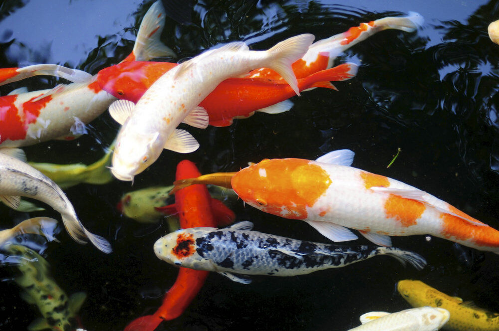 Home Art Wall Decor Feng Shui Koi Fish Painting Picture Printed on Canvas