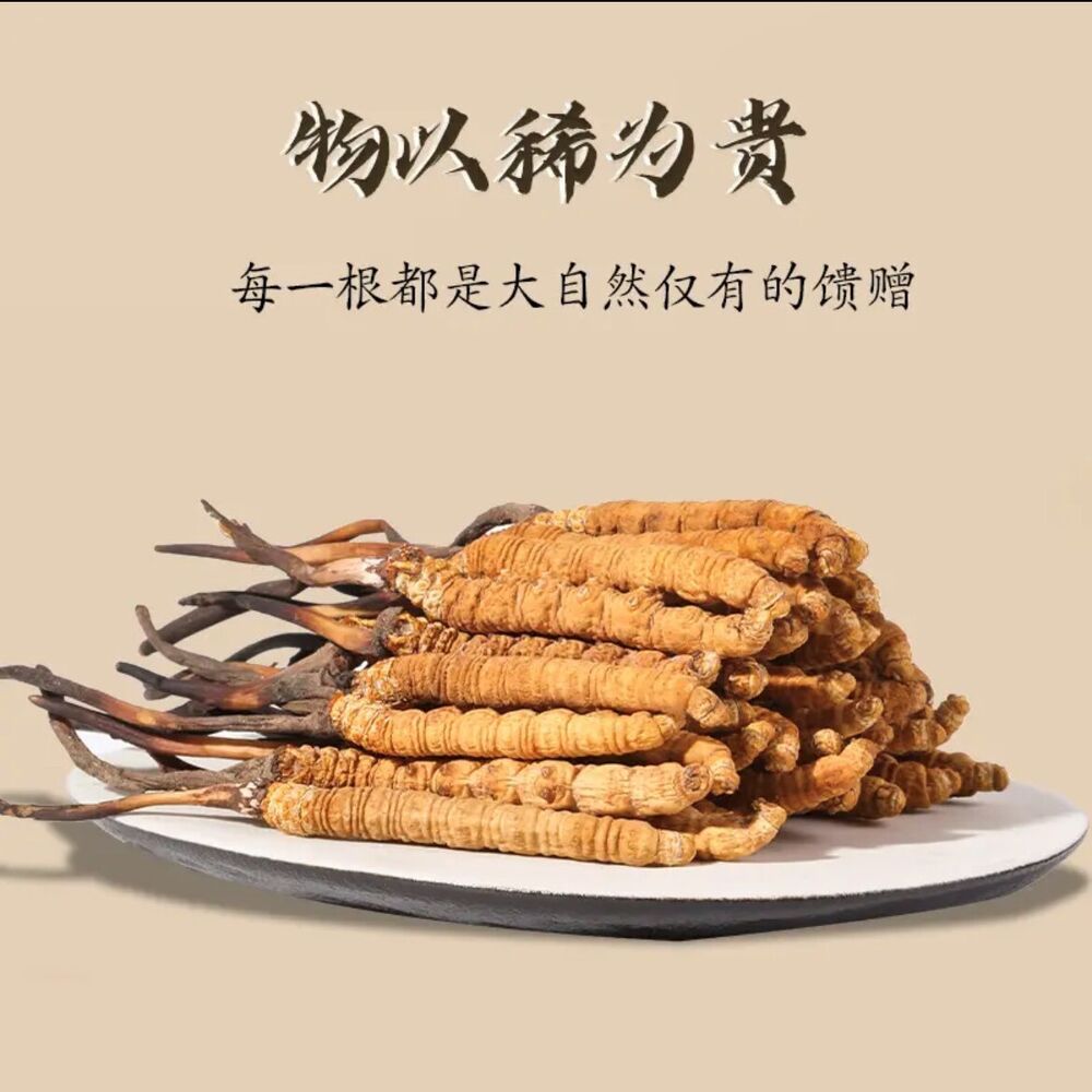 Wild Tibetan Aweto Chinese Caterpillar Fungus Cordyceps Sinensis 10 pieces 5g