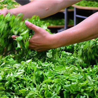 Highly aromatic oolong tea 鸭屎香高香型 单枞凤凰单丛茶潮州乌龙茶叶