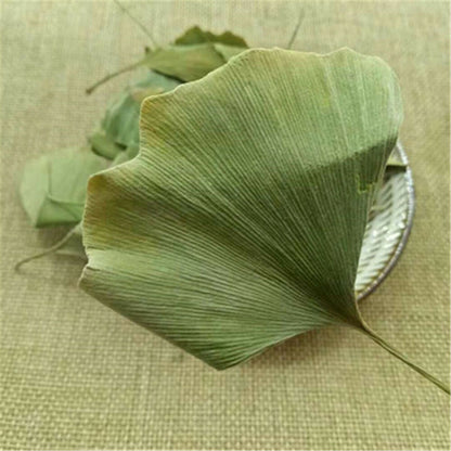 Ginkgo Biloba Leaves Chinese Wild Ginkgo Tea Medicinal Tea Healthy Herbal Tea