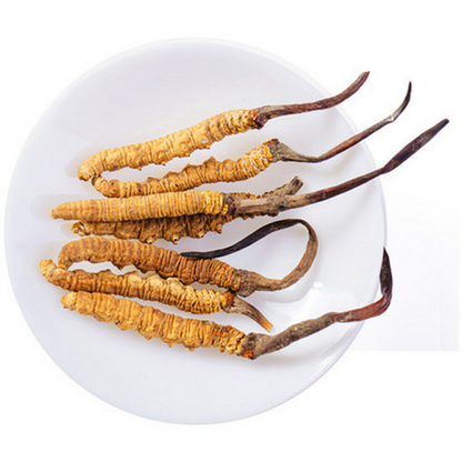 Wild 5 Grams Cordyceps Sinensis From High Himalaya China Tibet Pure 10-15 Pieces