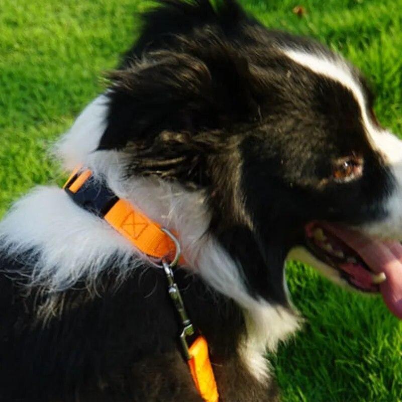 Nylon Pet Dog Collar Custom Embroidery Adjustable Quick Release Durable