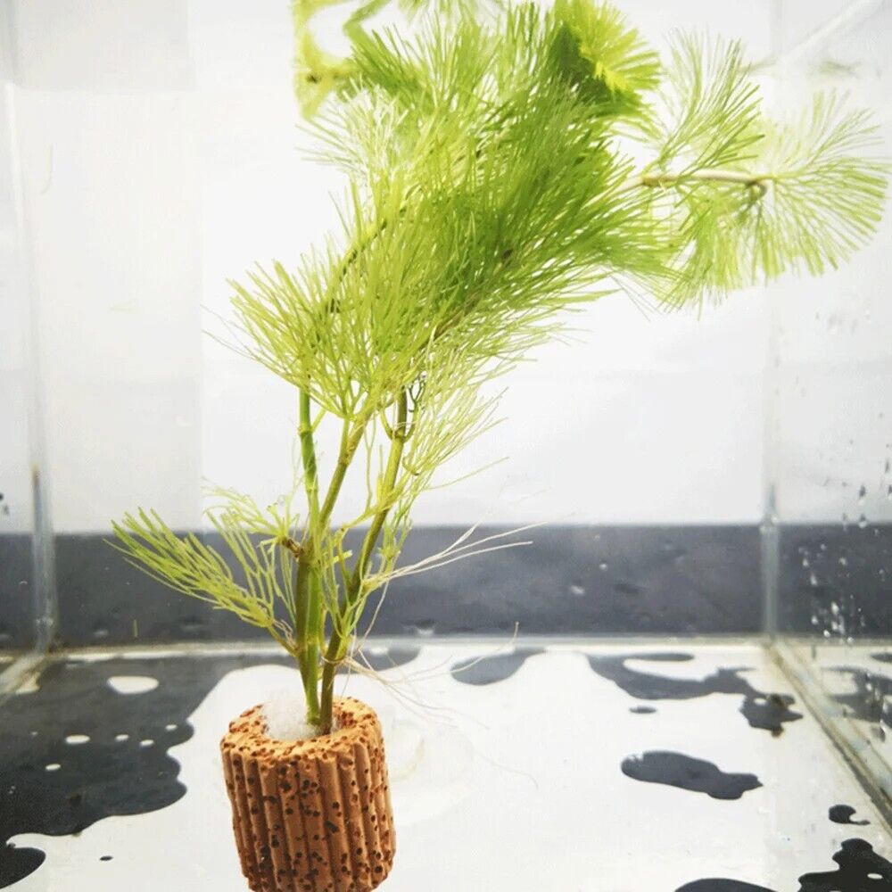 Aquarium Plant Ring Holder 10Pcs Pottery Fish Cup Weight Tank Media Pond Planter
