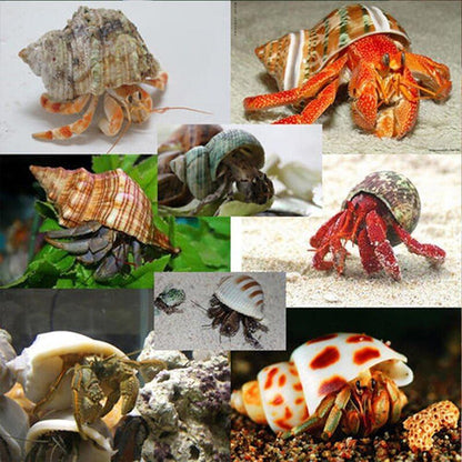 Crab Shells Mixed Ocean Hermit DIY Seashell Fish Tank Wedding Decor 4-6cm 11Pcs