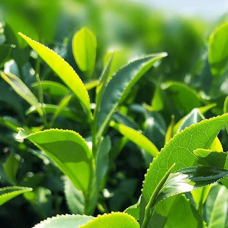 China Taiwanese High Mountain Milk Oolong Tea Jinxuan Oolong Loose Leaf