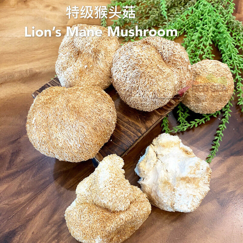Chinese Dryware Premium Lion Mane Mushroom Heroicium Erinsceus Mushroom 250g-