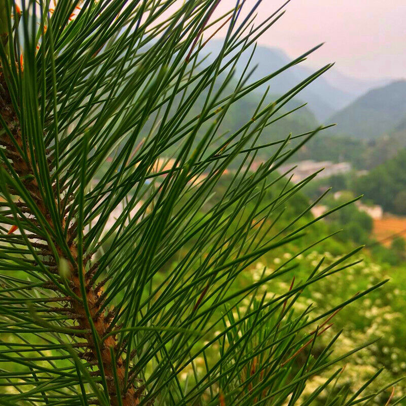Dry Pine Needle Tea Wild Immunity Boosting Vitamin Horsetail pine needles