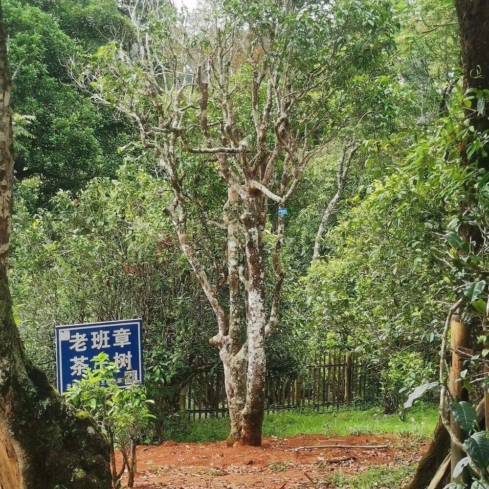 600 Years Old Tree Tea [7 cakes] 2010 Lao Ban Zhang Raw Tea Yunnan Pu'er Tea