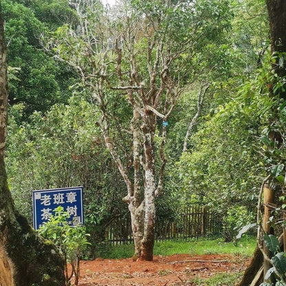 600 Years Old Tree Tea [7 cakes] 2010 Lao Ban Zhang Raw Tea Yunnan Pu'er Tea