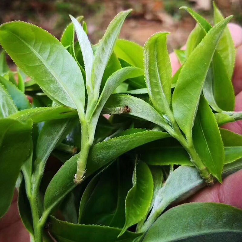 Puerh, 2022, Shengde, Yibang, 200g * 5, Raw