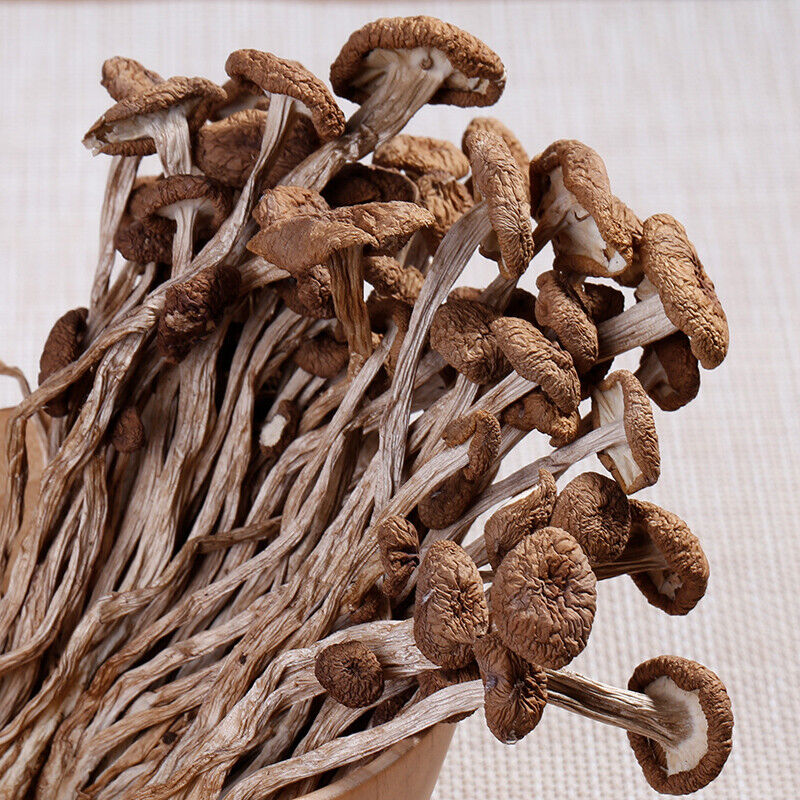 Agrocybe Cylindracea Edible Fungi Healthy Dried Mushrooms