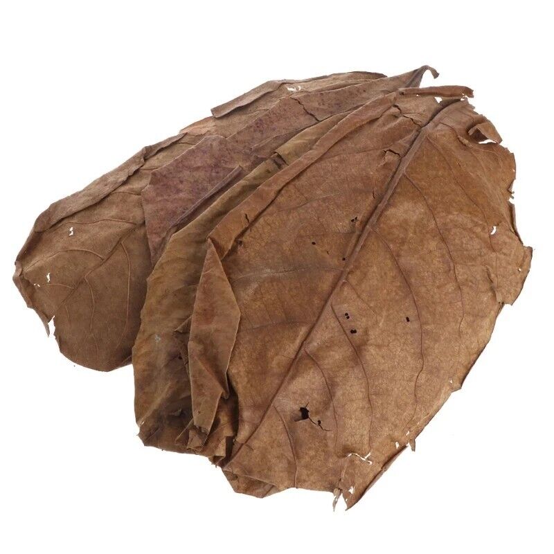 Aquariums Almond Leaves 50 Pcs Catappa Leaf Fish Tank Water Cleaning Accessories