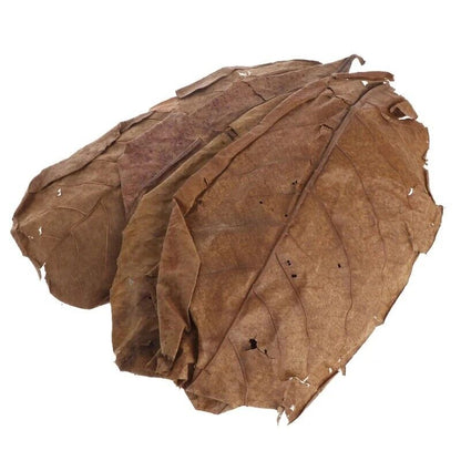 Aquariums Almond Leaves 50 Pcs Catappa Leaf Fish Tank Water Cleaning Accessories