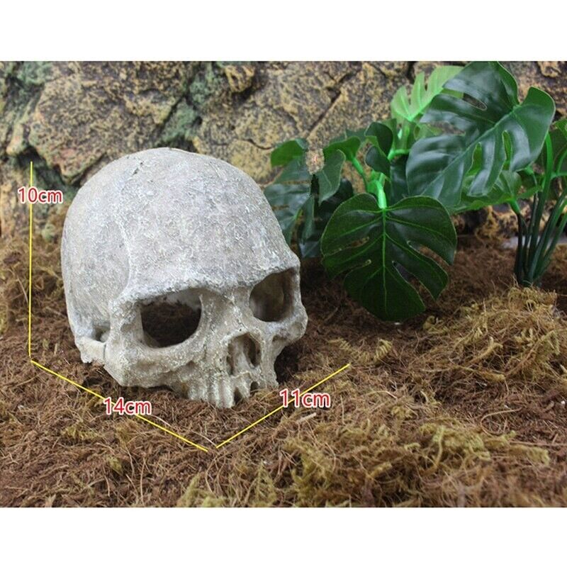 Aquarium Decoration Resin Head Skull Statue Lizard Terrarium Ornament 14x10x11cm