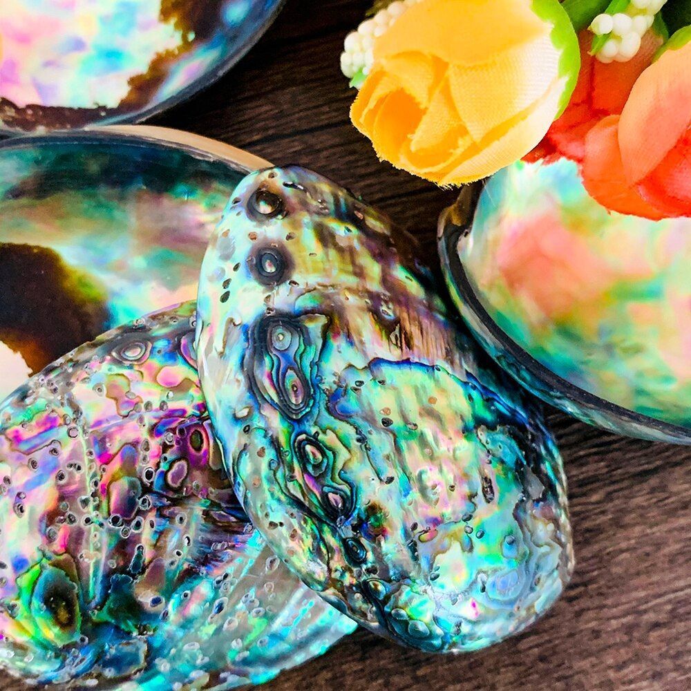 Sea Shells Conch Natural Abalone Aquarium Landscape Home Decoration 35-45mm 2Pcs