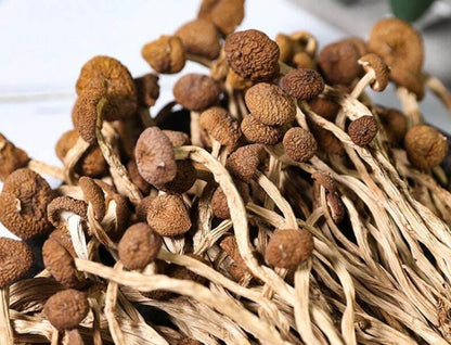 Dried Tea Plant Mushrooms Pure Natural Agrocybe Aegerita Great Quality