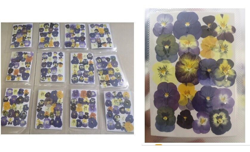 60Pcs/Lot Pressed Dried Viola Tricolor Flower Jewelry Postcard Diy Making Supply