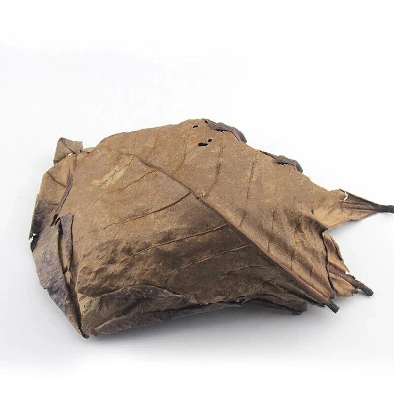 Aquariums Almond Leaves 50 Pcs Catappa Leaf Fish Tank Water Cleaning Accessories