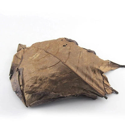 Aquariums Almond Leaves 50 Pcs Catappa Leaf Fish Tank Water Cleaning Accessories