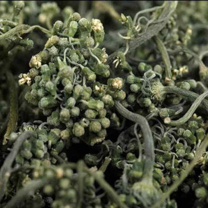 Ginseng Flower Tea, Panax Ginseng Of Flowers, Ginseng Flower Nature Herbal Tea