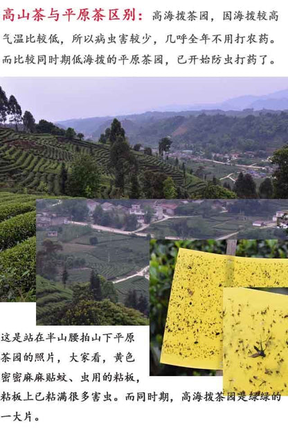 Sichuan Old Brand Ya'an Tibetan collection Tea 黑茶雅安藏茶叶藏黑砖400g低氟 特级优级砖茶