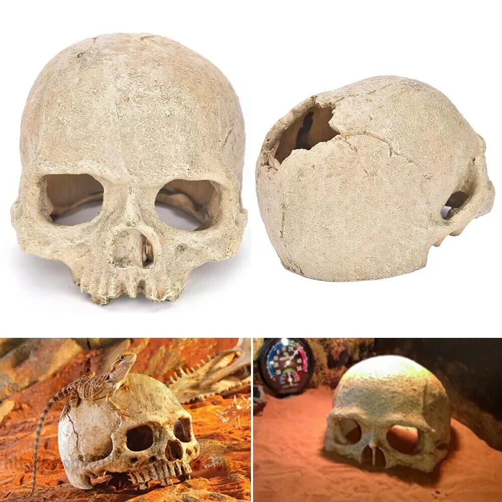 Aquarium Decoration Resin Pirate Skull Skeleton Head Lizards Terrarium Ornaments