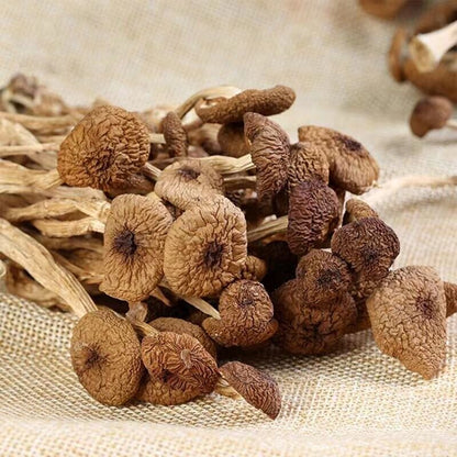 Natural Tea Tree Mushrooms agrocybe cylindracea Dried Mushrooms Kitchen Food