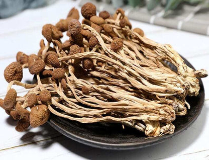 Dried Tea Plant Mushrooms Pure Natural Agrocybe Aegerita Great Quality