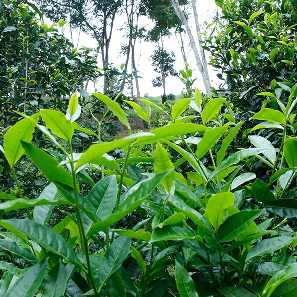 357g Jingmai Mountain Orchid Scent Ancient Tree Pu'er Tea Spring Dawn Puer