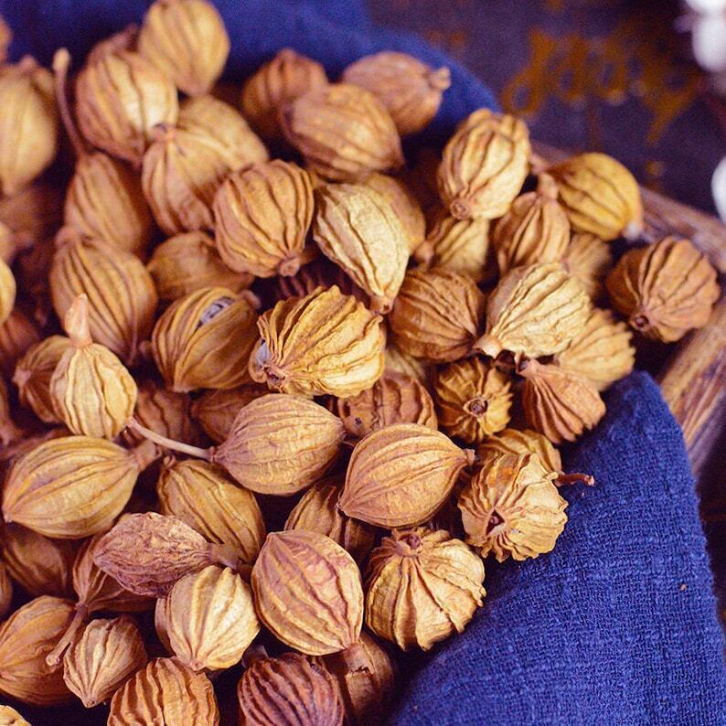 Dried Cocklebur-like Amomum Fruit Natural Fructus Amomi High Quality