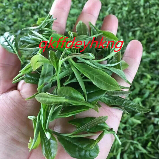 New Spring Tea High Fragrance Green Tea 新春茶高香绿茶绿茶高山云雾炒青茶1斤 500g